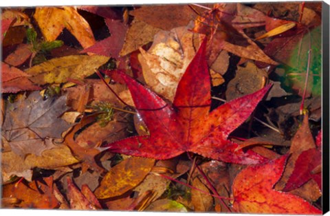 Framed Fall Foliage Print