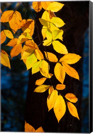 Framed Sunlight Filtering Through Colorful Fall Foliage Print