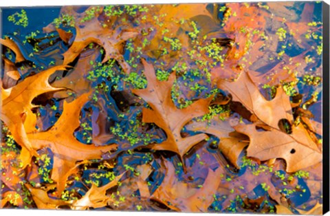 Framed Fallen Fall Foliage In Pond Among Aquatic Plants Print