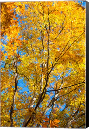 Framed Sunlight Filtering Through Colorful Fall Foliage 2 Print