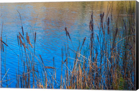 Framed Cattails At Edge Of Lake Print