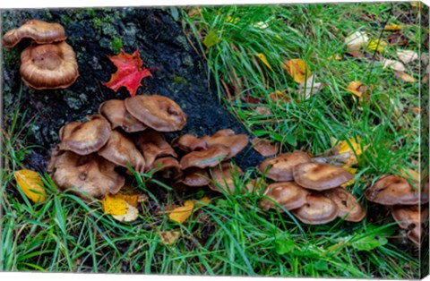 Framed Golden Honey Mushrooms On Oak Trunk, Michigan Print