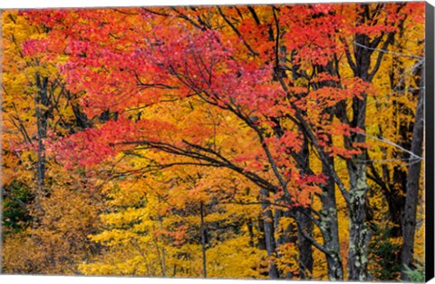 Framed Fall Color On The Keweenaw Peninsula, Michigan Print