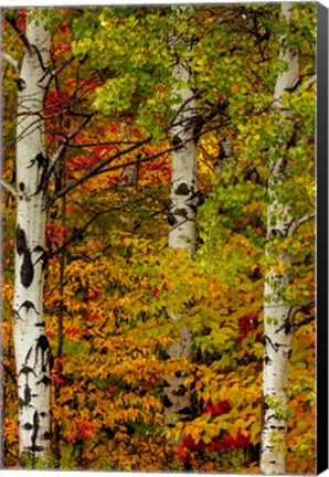 Framed Fall Color On The Keweenaw Peninsula, Michigan Print