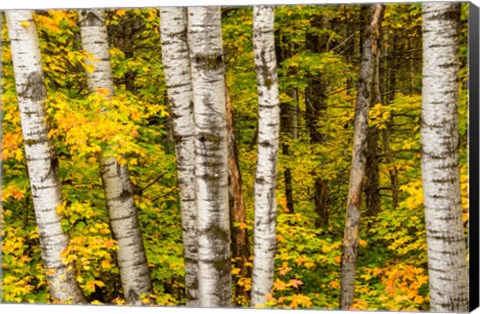 Framed Michigan, Upper Peninsula, Fall Colors Print