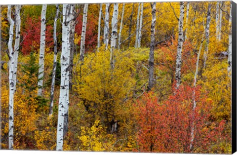 Framed Aspen Grove In Peak Fall Colors In Glacier National Park, Montana Print