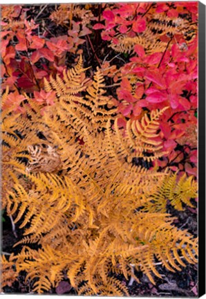 Framed Autumn Ferns And Ground Cover, Glacier National Park, Montana Print