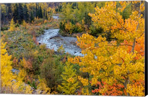 Framed Autumn Color Along Divide Creek In Glacier National Park, Montana Print