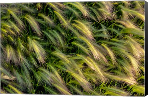 Framed Close-Up Of Foxtail Barley, Medicine Lake National Wildlife Refuge, Montana Print