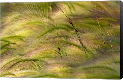 Framed Close-Up Of Foxtail Barley, Medicine Lake National Wildlife Refuge, Montana Print