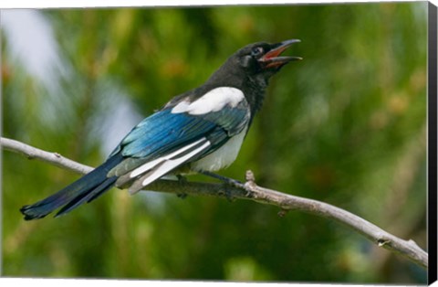 Framed Bozeman, Montana Black-Billed Magpie Vocalizing Print