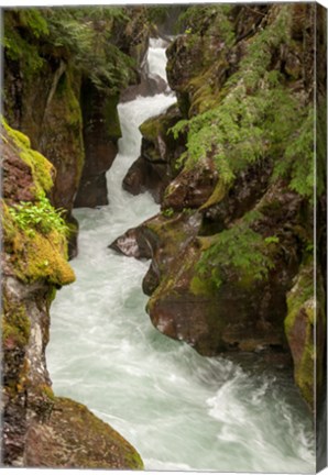 Framed Glacier National Park, Montana Avalanche Creek Print