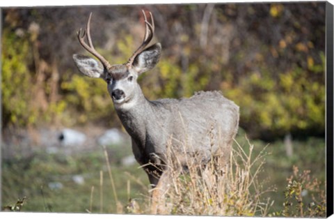 Framed Mule Deer Buck At National Bison Range, Montana Print