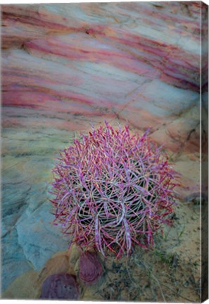 Framed Nevada, Overton, Valley Of Fire State Park Multi-Colored Rock Formation And Cactus Print