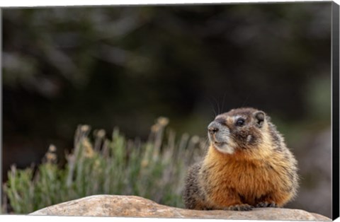 Framed Yellow Bellied Marmot In Great Basin National Park, Nevada Print