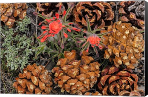 Framed Indian Paintbrush And Pine Cones In Great Basin National Park, Nevada Print