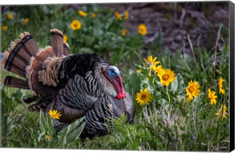 Framed Tom Turkey In Breeding Plumage In Great Basin National Park, Nevada Print