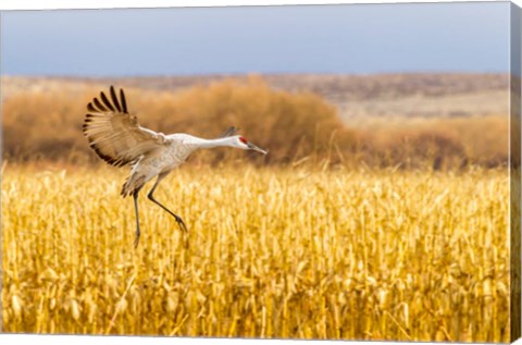 Framed Sandhill Crane Landing Print