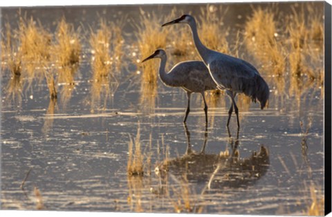 Framed Sandhill Cranes In Water Print