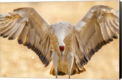 Framed Close-Up Of Sandhill Crane Landing Print