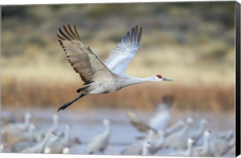 Framed Sandhill Crane Flying Print