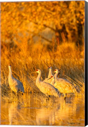 Framed Sandhill Cranes In Water At Sunrise Print