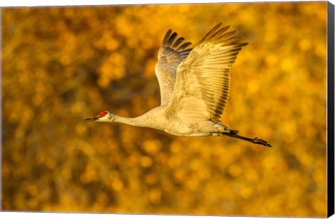 Framed Sandhill Crane Flying Print