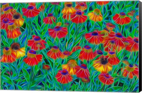 Framed Oregon, Coos Bay, Abstract Of Helenium Flowers In Garden Print