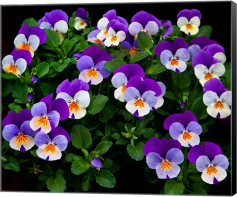 Framed Oregon, Coos Bay Purple Violas Print