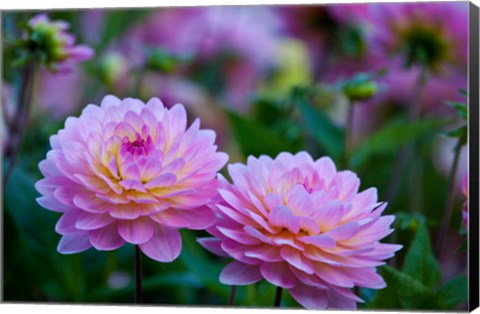 Framed Oregon, Shore Acres State Park Dahlias In Garden Print