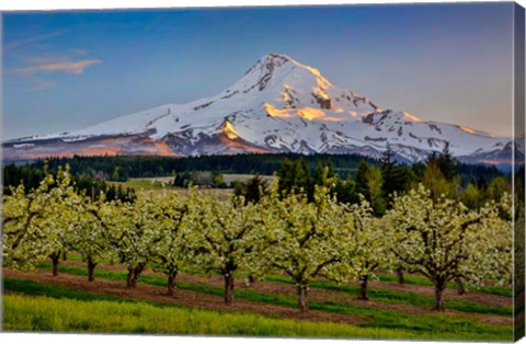 Framed Oregon Pear Orchard In Bloom And Mt Hood Print