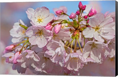 Framed Oregon, Coos Bay Akebono Cherry Blossoms Close-Up Print