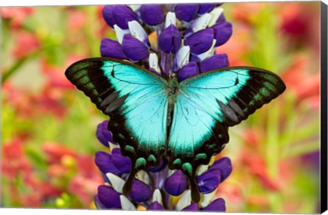 Framed Asian Tropical Swallowtail Butterfly, Papilio Larquinianus On Lupine, Bandon, Oregon Print