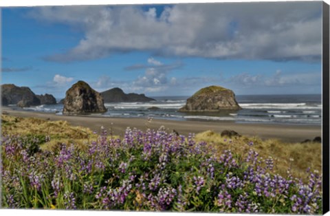 Framed Lupine Along Southern Oregon Coastline Print