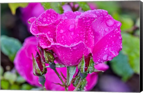 Framed Rose With Dew Drops After Rain, Shore Acres State Park, Oregon Print