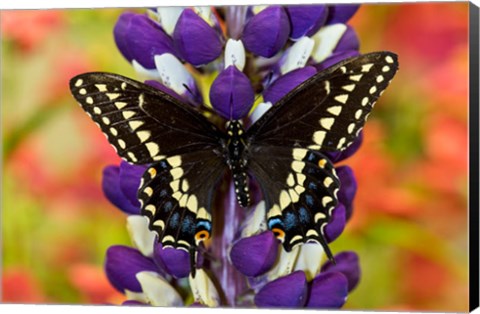 Framed Swallowtail Butterfly, Papilio Polyxenes On Lupine, Bandon, Oregon Print