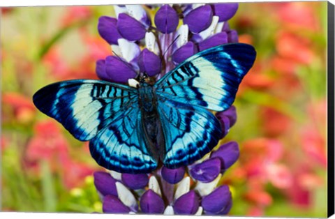 Framed Butterfly, Panacea Procilla On Lupine, Bandon, Oregon Print