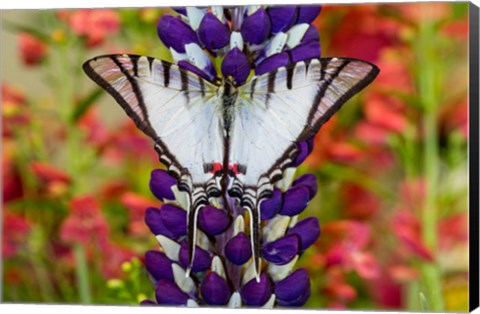 Framed Eurytides Agesilaus Autosilaus Butterfly On Lupine, Bandon, Oregon Print