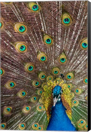 Framed Male Peacock Fanning Out His Tail Feathers Print