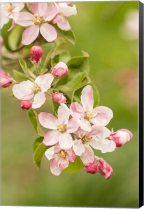 Framed Hood River, Oregon, Close-Up Of Apple Blossoms Print