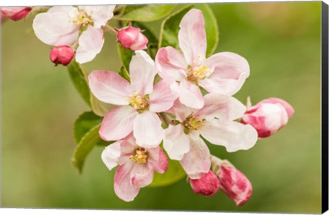 Framed Hood River, Oregon, Apple Blossoms In The Nearby Fruit Loop Area Print