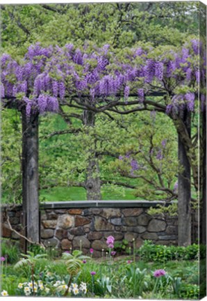 Framed Wisteria In Full Bloom On Trellis Chanticleer Garden, Pennsylvania Print