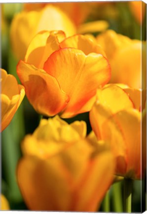 Framed Tulip Garden, Longwood Gardens, Pennsylvania Print