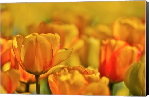 Framed Tulip Garden, Longwood Gardens, Pennsylvania Print