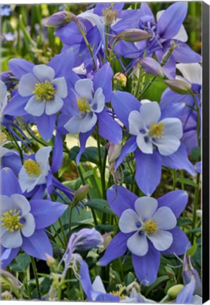 Framed Blooming Columbine, Longwood Gardens, Pennsylvania Print