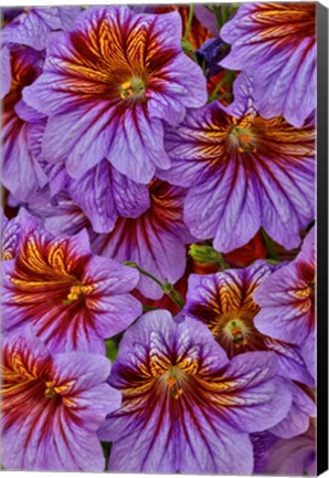 Framed Painted Tongue In Longwood Gardens Conservatory, Pennsylvania Print