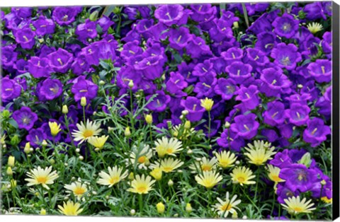 Framed Bell Flowers And Yellow Daisies, Longwood Gardens, Pennsylvania Print