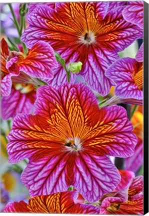 Framed Painted Tongue In Longwood Gardens Conservatory, Pennsylvania Print