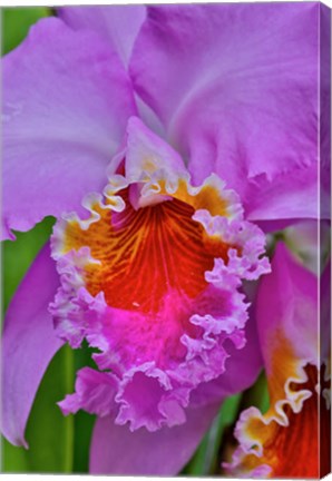 Framed Orchids In Longwood Gardens Conservatory, Pennsylvania Print