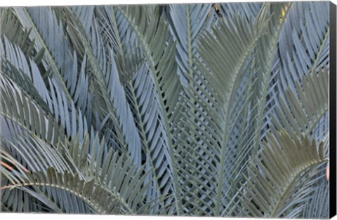 Framed Palm Leaves In Silver Plant Display, Longwood Gardens, Pennsylvania Print